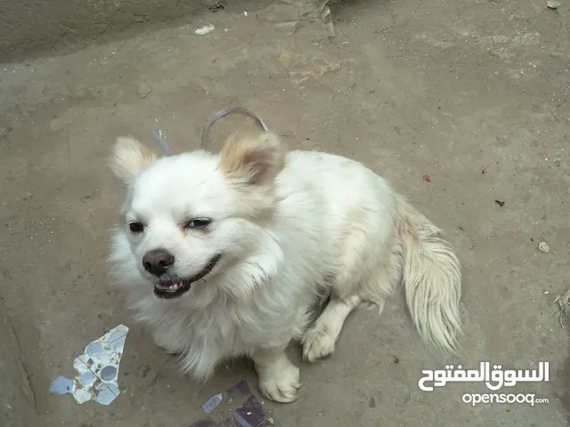كلب أمريكي للبيع