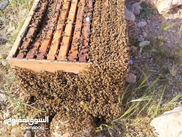 خلايا نحل للبيع مع الصناديق بسعر حرررررررررق