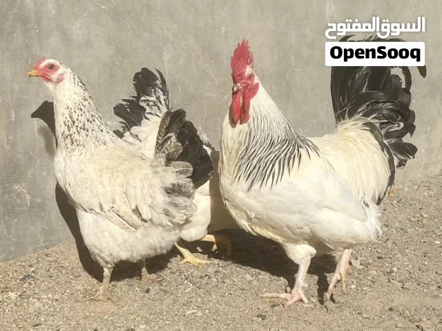 كوبية سايكس درجة أولى