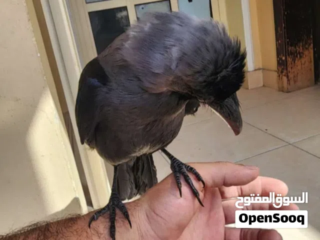 غراب متكلم