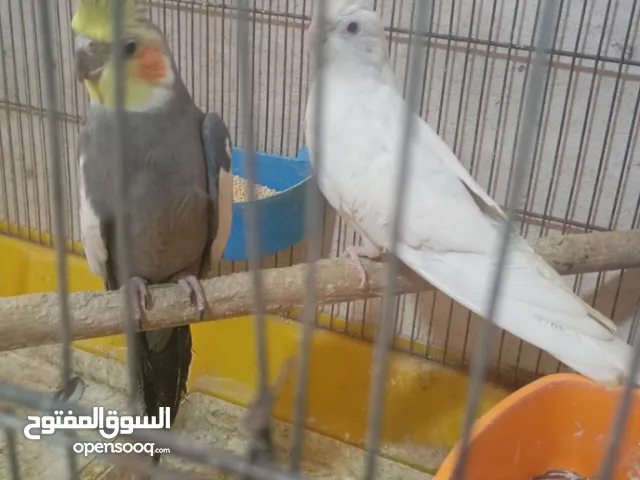 جوز كوكتيل الطيره اللبينو والفحل سكني