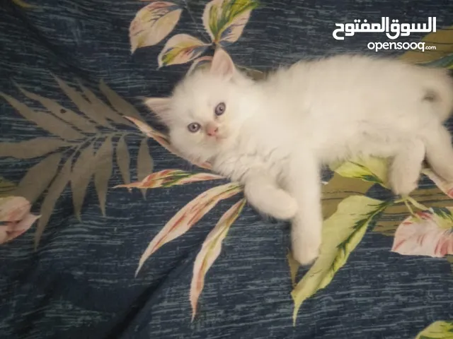 قطط شيرازي هيمالايا العمر شهر ونص