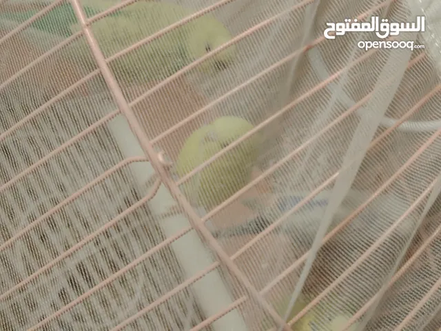 4 طيور حب للبيع