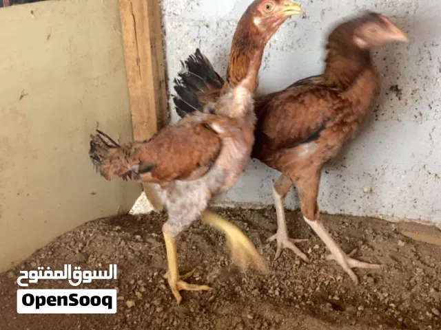 دجاج ميواليات كراس