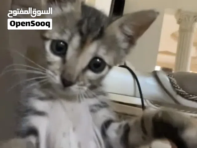 قطه للتبني cat for adoption
