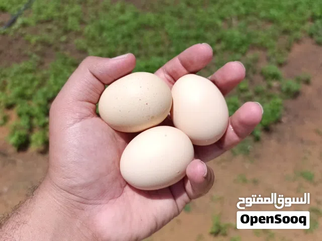 خمسه بيضات ون دوت