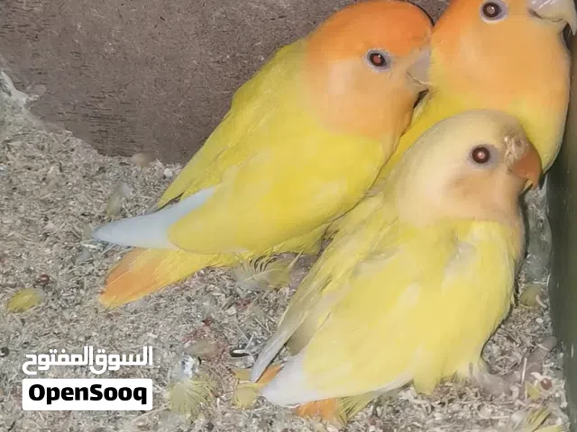 جوز روز أورنج أبلاين جامبو منتج تحتهم فرخ مع 3 مخاليف عمر  4شهور تقريباً يوجد قفص إنتاج بيض فري