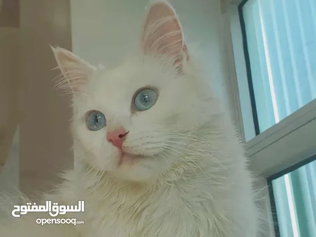 قط ذكر تركي انجورا المكان صنعاء