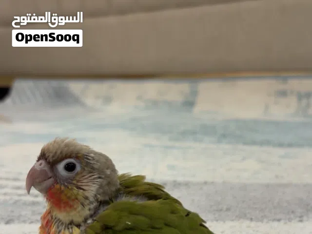 كنيور دبل رد فاكتور باينبل
