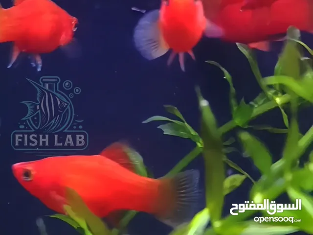 اسماك زينة إنتاج محلي صحي وقوي وتوصيل لجميع الإمارات AquariumFish LocalBreed Delivery Available