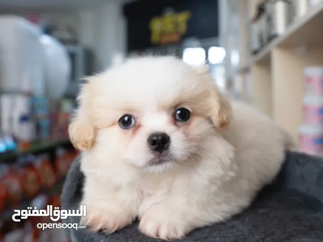 جراء زينه ومنزليه بج.. بوميرنيان ..شيتزو..التسليم في اي عياده بيطريه من اختيارك