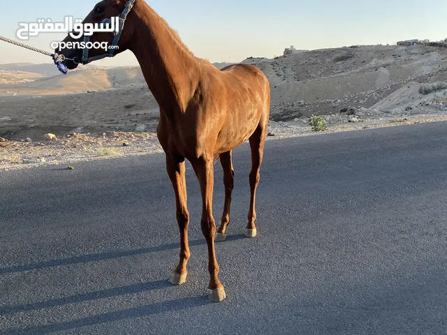 حصان مهر سنتين الا شهرين