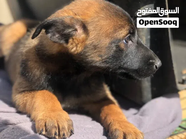 لحراسه المنازل ومنشآت العمل والمزارع ..جراء بلجم مالينو للحراسه درايف عالي