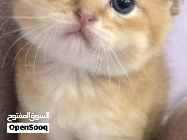 فخامة السكوتش فولد النقي