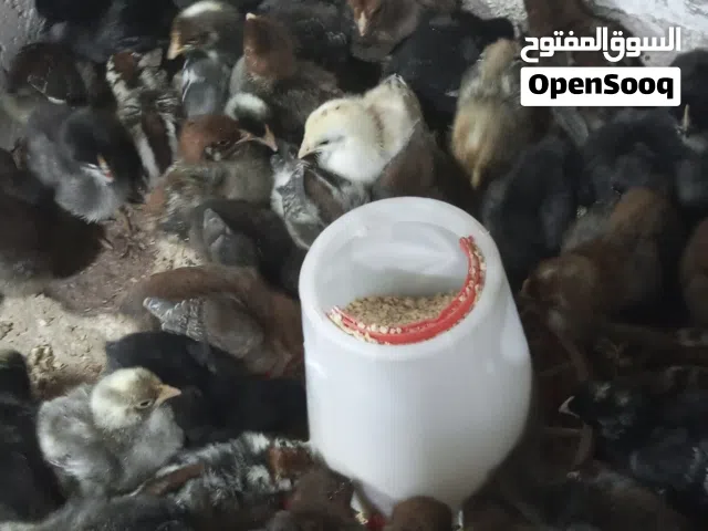 صوص بلدي عمر 15 يوم للبيع اربد الحصن