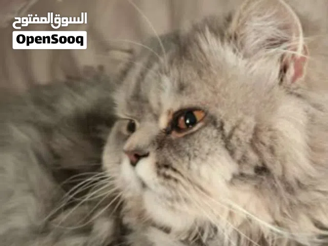 قط شيرازي ذكر