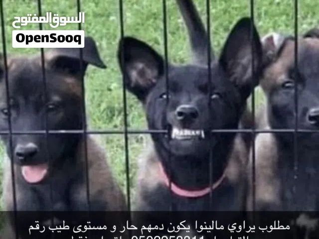 مطلوب يراوي مالينوا الوصف مهم