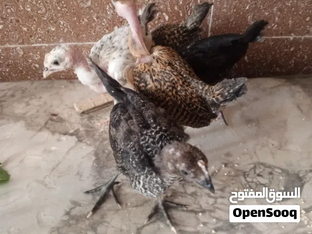 افراخ عرب ابو ركيبه للبيع