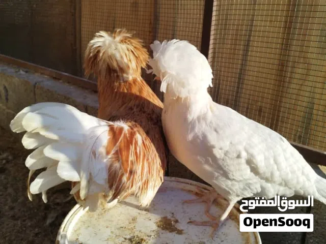 5 دجاج كوبيات للبيع