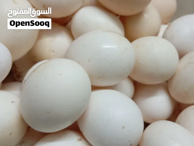 بسم الله الرحمن الرحيم بيض بلدي للبيع بسعر نار