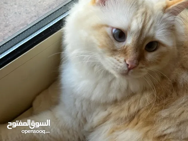 Persian male cat for adoption