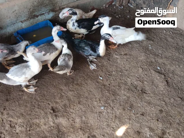اقرأ الوصف لو سمحتوا