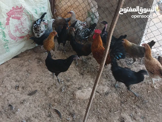 عتاتيق للبيع