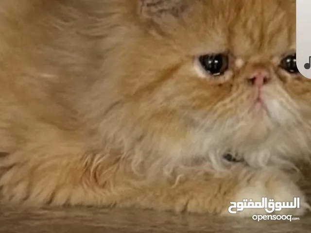 قطعتين للبيع بيرشن ولد وبنت