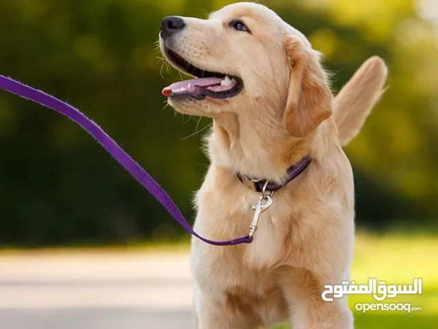 تمشية ومجالسة الحيوانات الاليفة Cats and dogs walking and setting. pets.