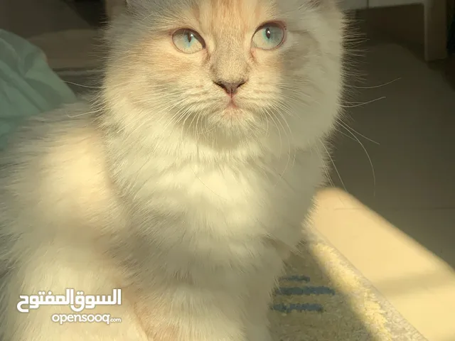 قطة أنثى ذو فراء للبيع