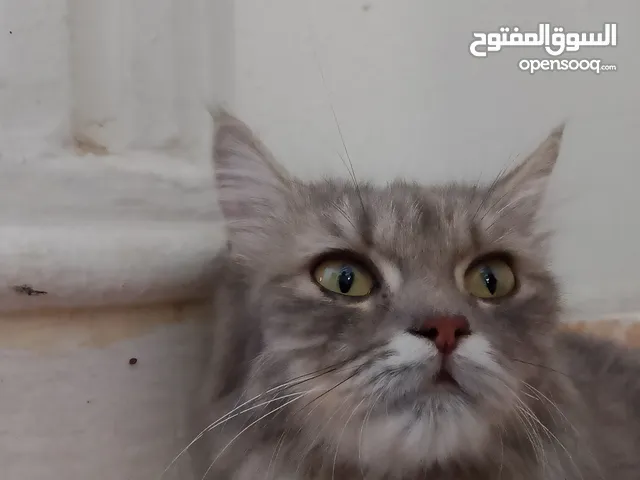 قط شيرازي جميل