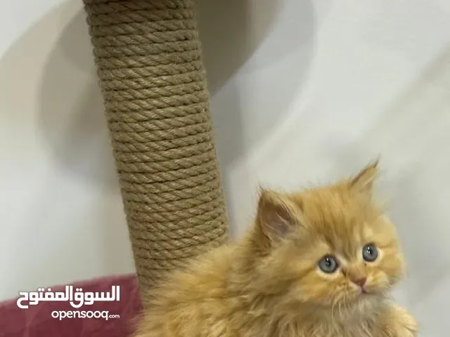 قطط  للبيع في عمان