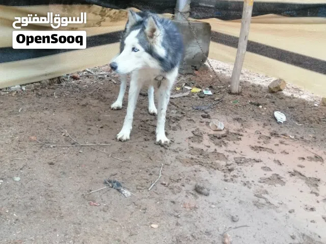 للبيع مكا ن نجف سعر و بيسها