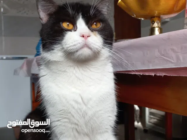 قط سكوتش فولد ( للتبني)