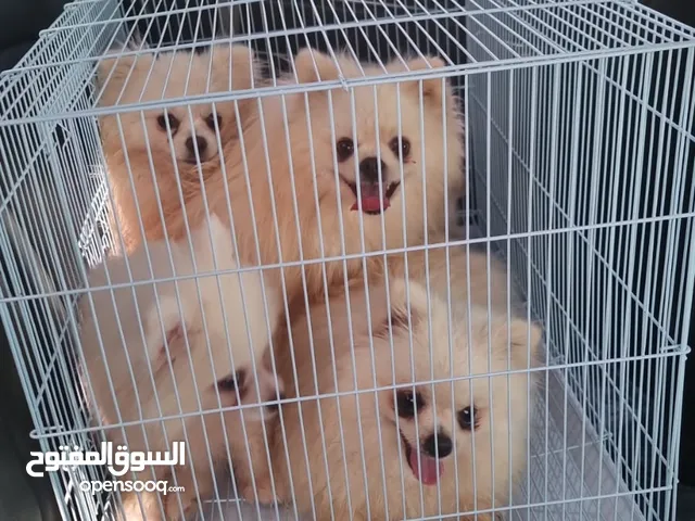 للبيع مجموعة كلاب بمارينا