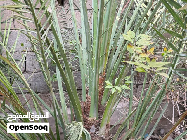 افراخ نخيل برحي للبيع