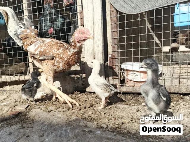 دجاجة تركية مع افراخها