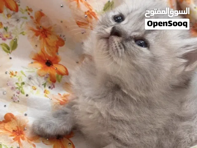 قطه شيرازيه للبيع