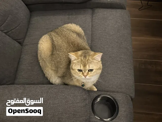 سكوتش فولد شورت هير ذكر