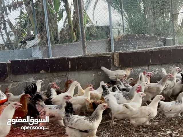 دواجن فرنسي هجين