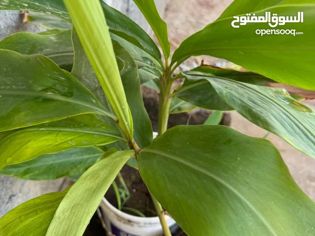 شجره الهيل شجره مقاومة للحراره متوفره معنا