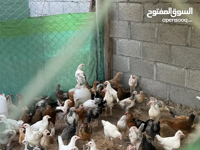 للبيع دياي انتاج فرنسي تواجد الضاهره العين