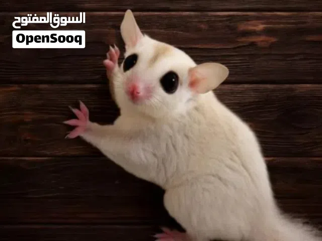 متاح سنجاب طائر اقره لوصف مهم