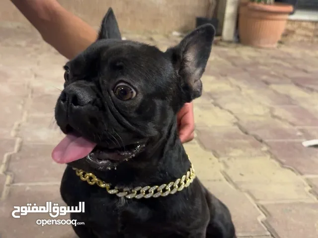 للبيع نثيه فرنش دوق اليفه وتحب اليهال وماخذه كل تطعيماته بس دفتر التطعيمات ضايع السعر 200