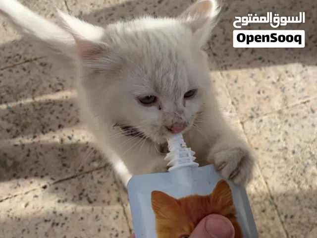 بيع قطه منزل اليفه مرحه كثيره اللعب ومناسبه لجميع الاعمار والبيوت قليله النواء لا تسبب صداع