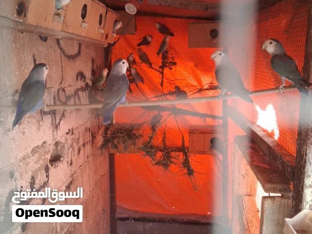 جواز روز طفرات