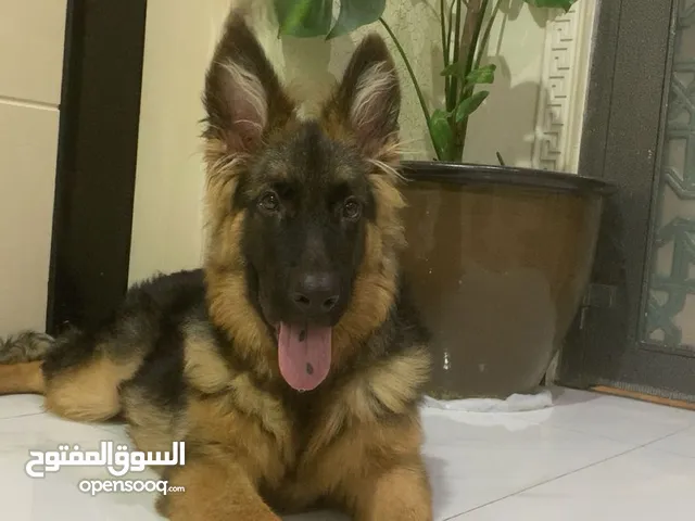 كلب جيرمن شولاين