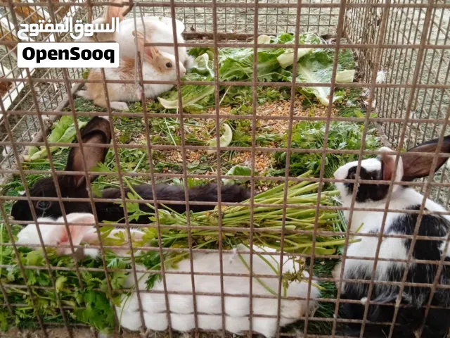أرانب شوف وصف