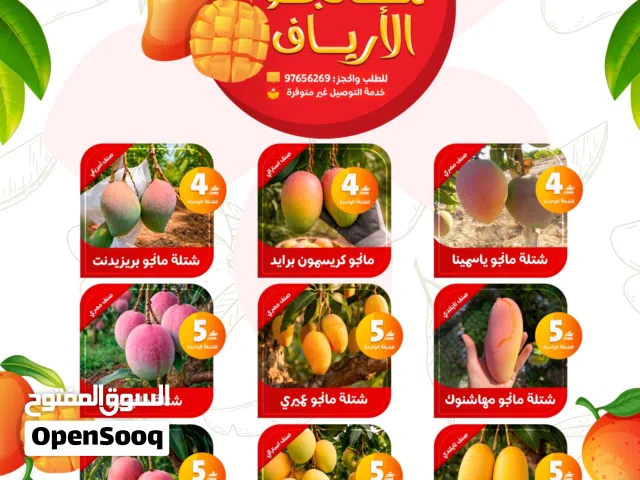 شتلات وأشجار المانجو  أصناف مانجو نادرة وحصر لأول مرة في السلطنة ، نمو خضري ممتاز mango tree