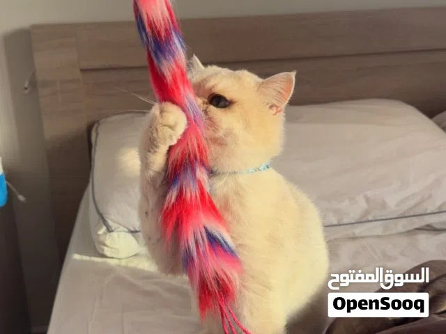 قط ذكر ay11 للتبني